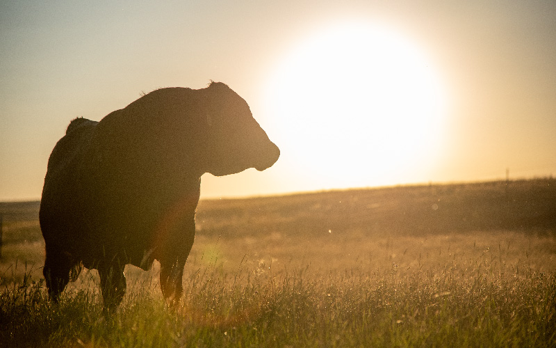 最先端の遺伝資源