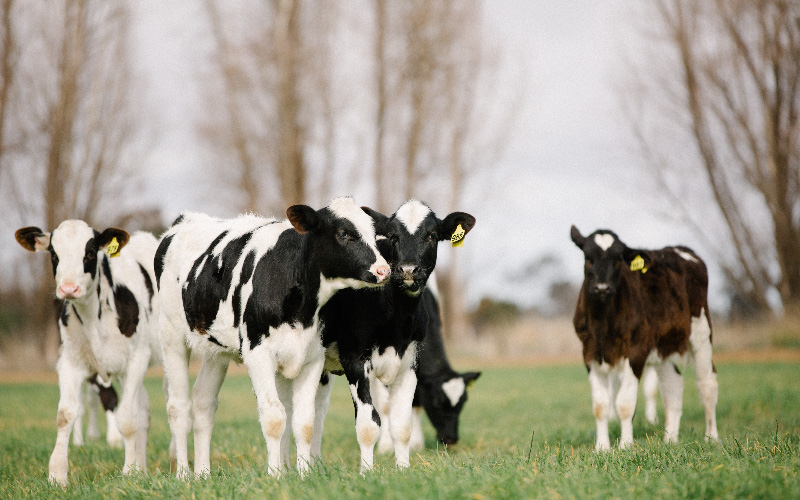 酪農家から酪農家へ