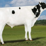 本牛: クリアエコー グレイワーム ET