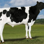 本牛：クッキーカッター ハイフロー ET