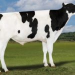 本牛：クッキーカッター ルーク ET