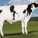 本牛：ハイアーランソム ハッピーフェイス ET