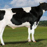 本牛: ペンコール ウープス ET