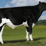 本牛：ウェット マティーニ ET